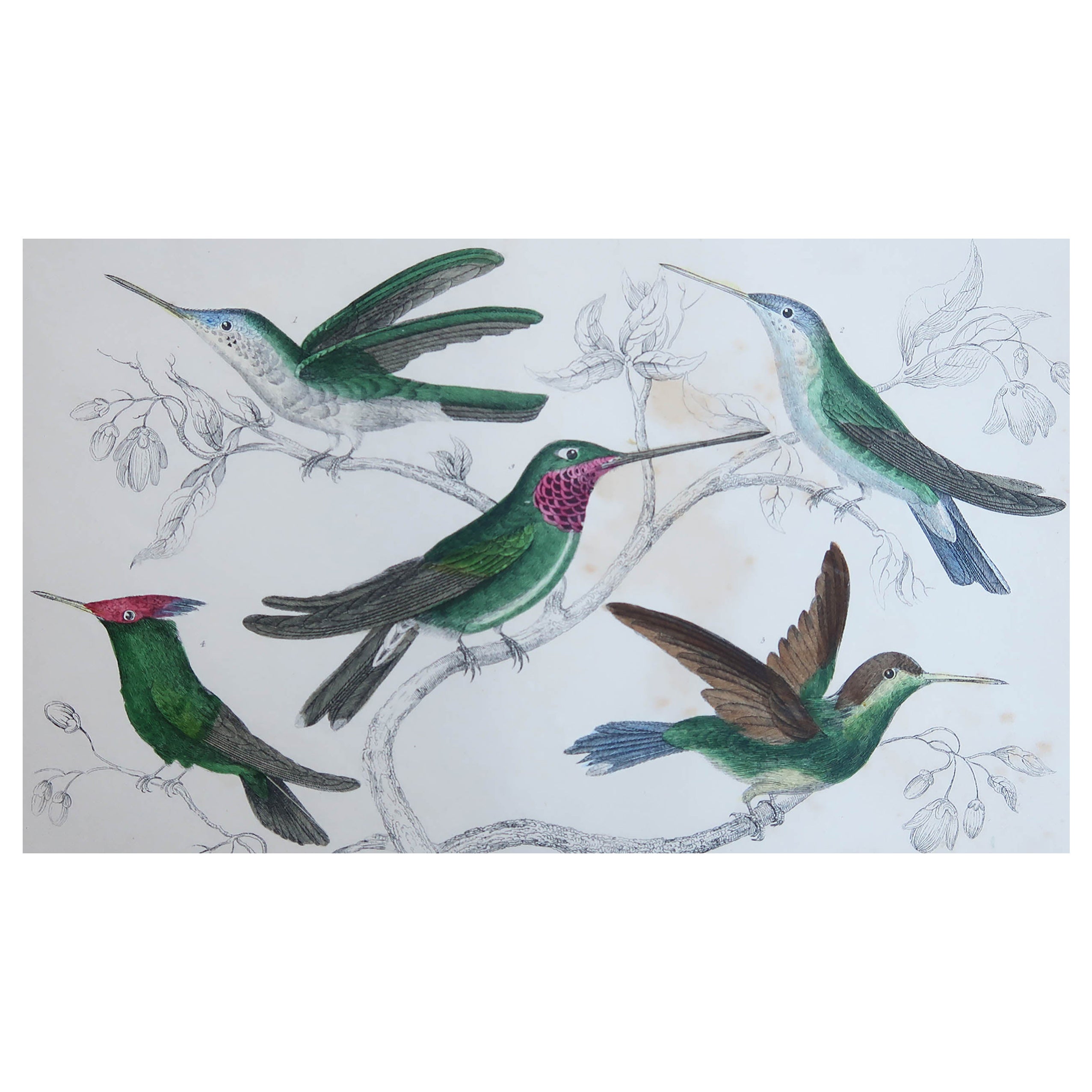 Original Antiker Druck von Hummingbirds, 1847, ungerahmt