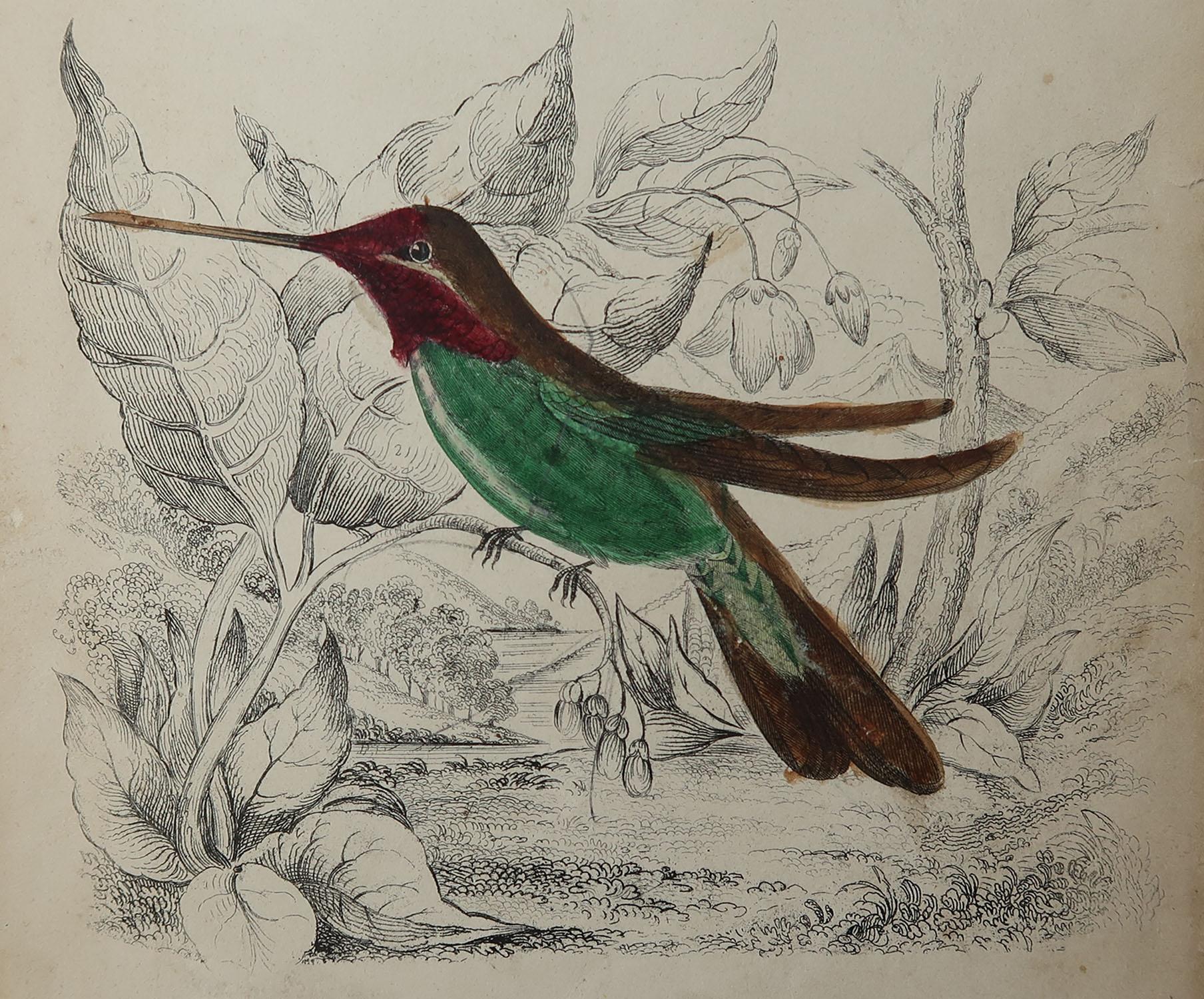 Great image of hummingbirds

Unframed. It gives you the option of perhaps making a set up using your own choice of frames.

Lithograph after Cpt. Brown with original color.

Published, circa 1835

Free shipping.




 