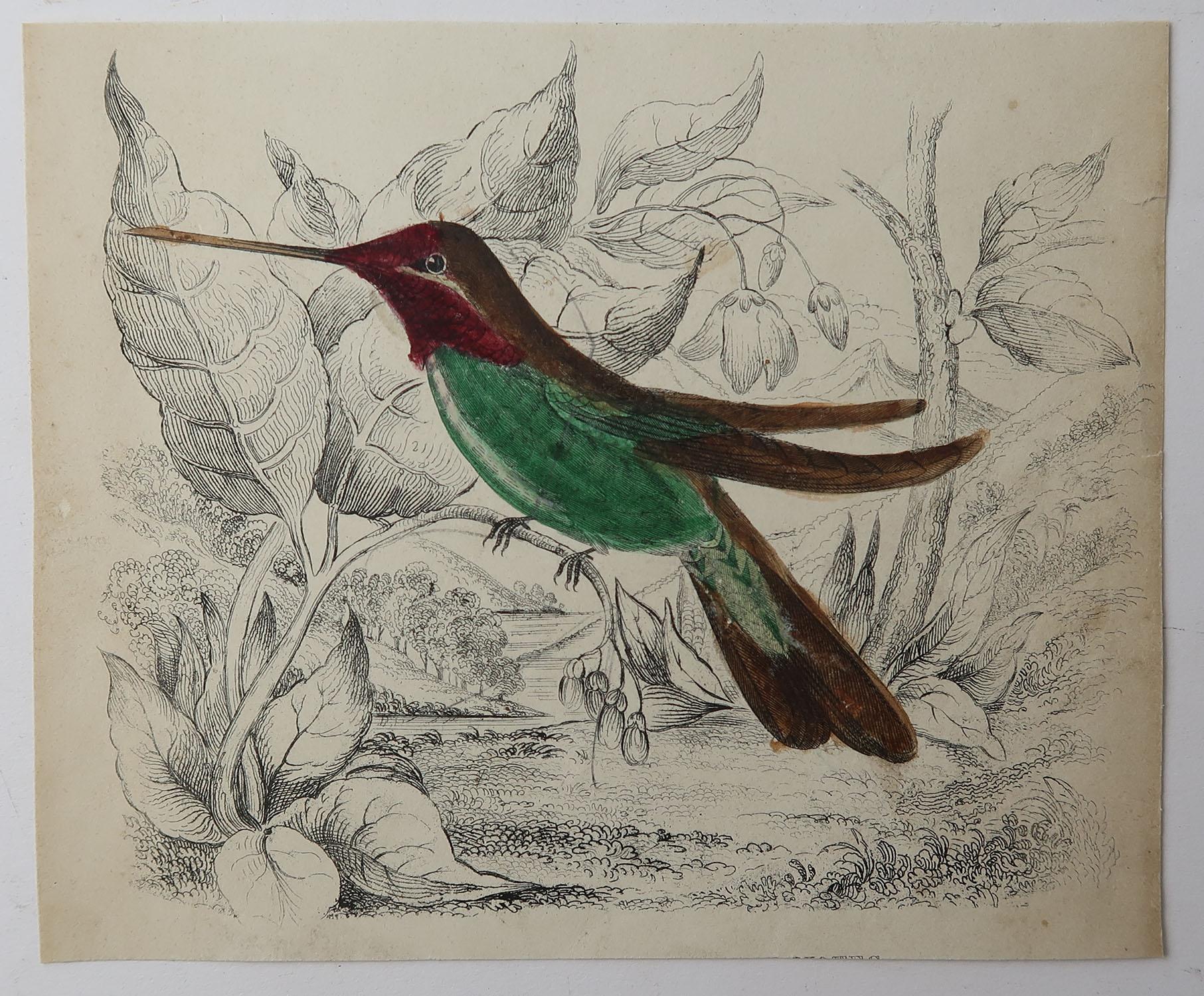 Folk Art Original Antique Print of Hummingbirds, circa 1835, Unframed