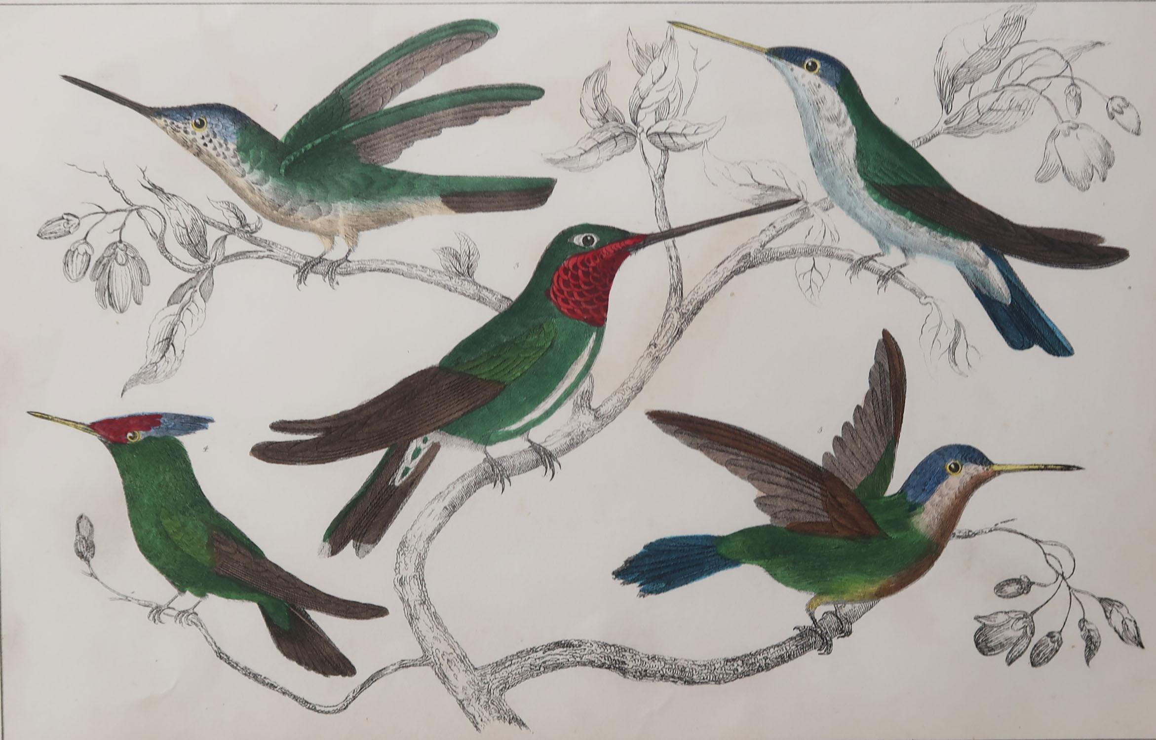 Great image of hummingbirds

Unframed. It gives you the option of perhaps making a set up using your own choice of frames.

Lithograph after Cpt. Brown with original hand color.

Published, circa 1850

Free shipping.




 