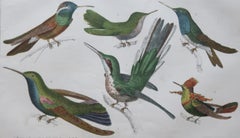 Original Antique Print of Hummingbirds, circa 1850, Unframed