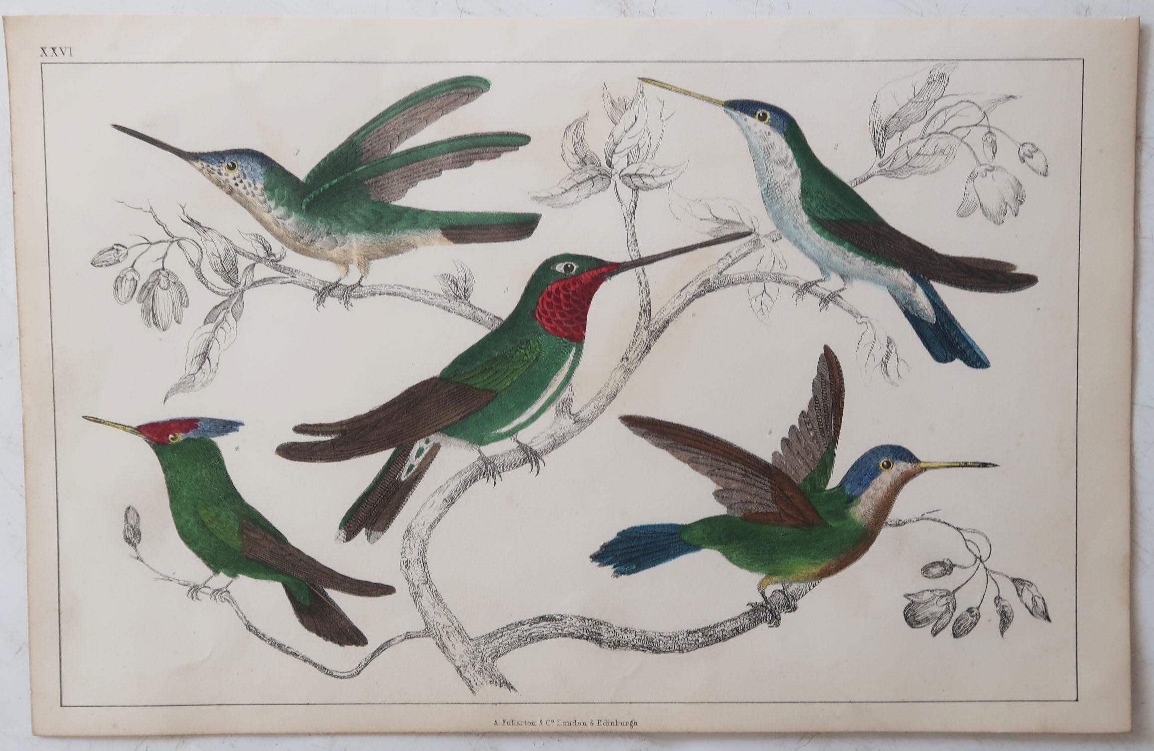 Folk Art Original Antique Print of Hummingbirds, circa 1850, Unframed