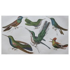 Original Antique Print of Hummingbirds, circa 1850, Unframed
