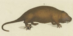Original Antique Print of Hydromys Species, a Genus of Semiaquatic Rodents