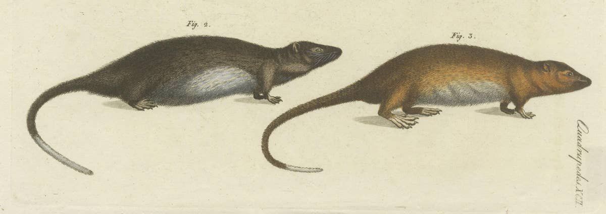 Original Antique Print of Hydromys Species, a Genus of Semiaquatic Rodents