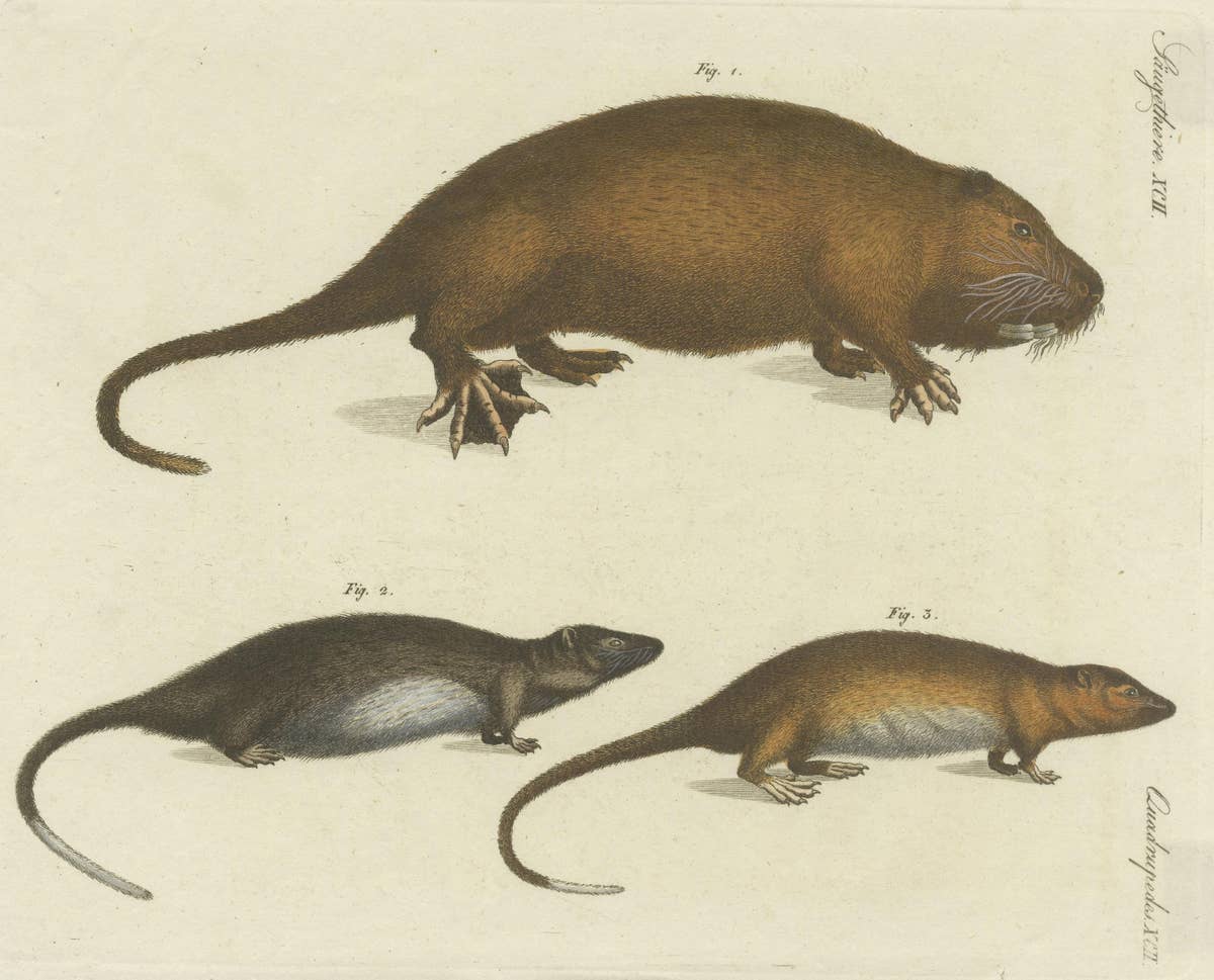 Original Antique Print of Hydromys Species, a Genus of Semiaquatic Rodents