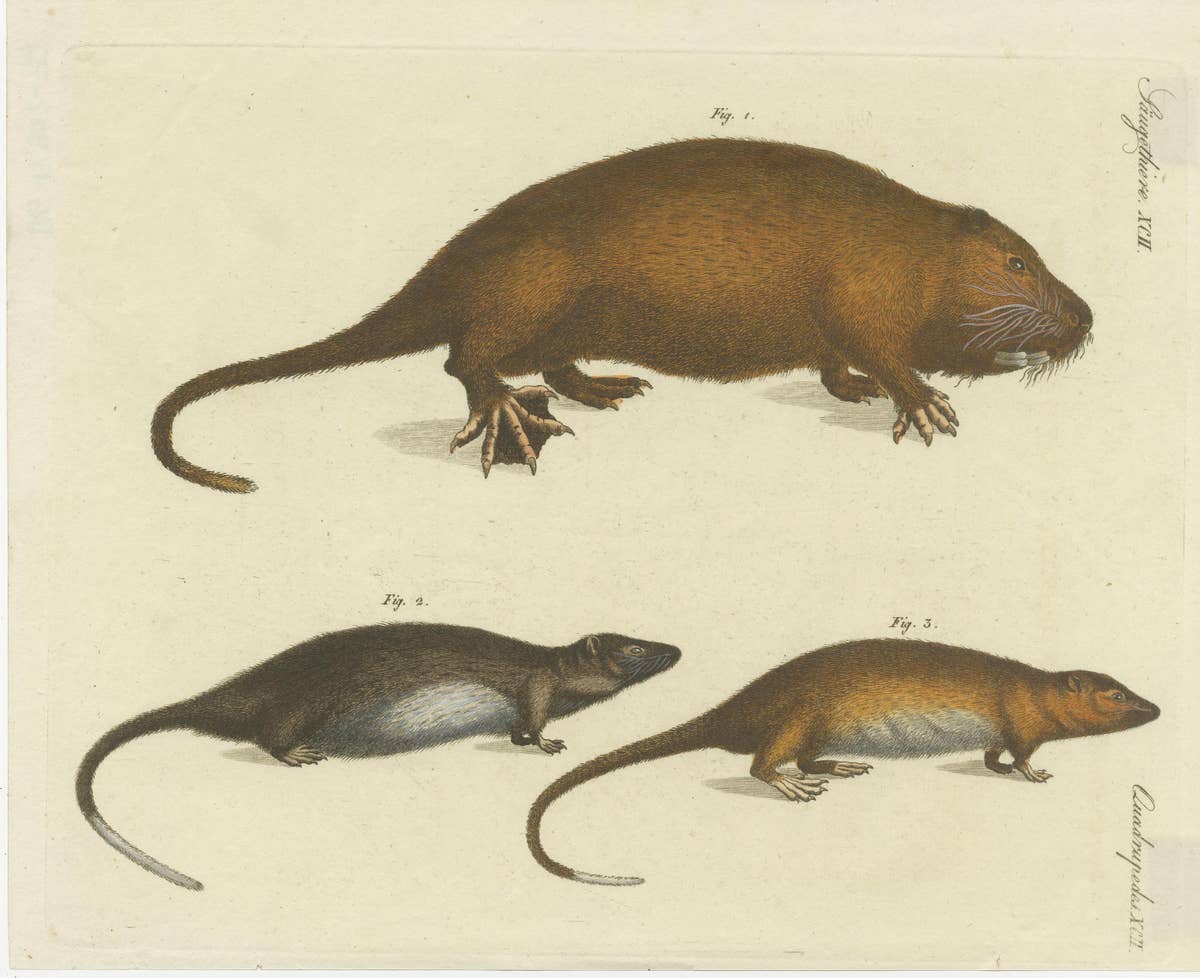 Original Antique Print of Hydromys Species, a Genus of Semiaquatic Rodents