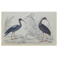 Original Antique Print of Ibis, 1847 'Unframed'
