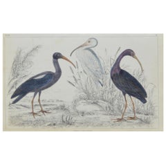 Original Antique Print of Ibis, 1847 'Unframed'