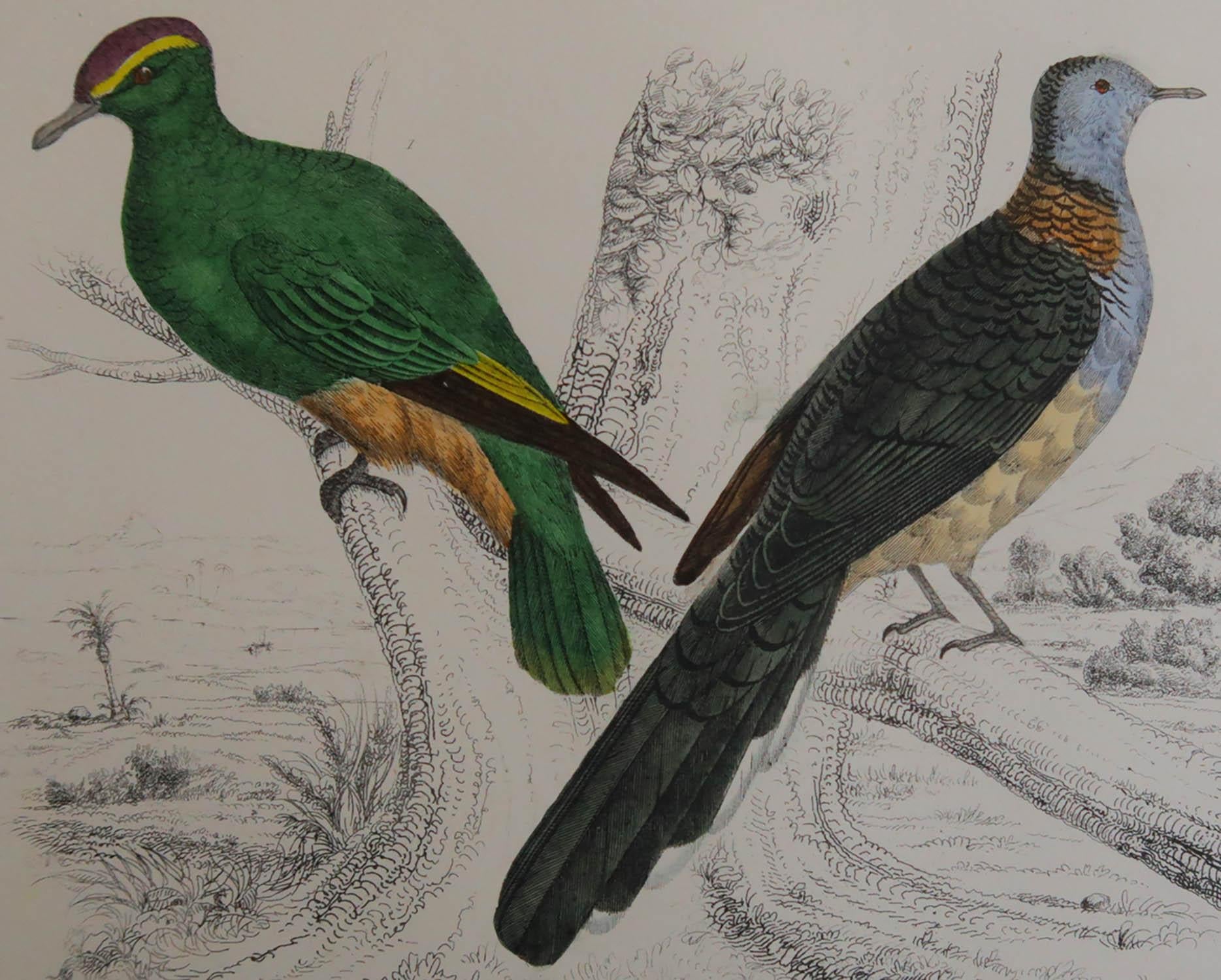 Great image of Indian pigeons.

Unframed. It gives you the option of perhaps making a set up using your own choice of frames.

Lithograph after Cpt. brown with original hand color.

Published, 1847.

Free shipping.




