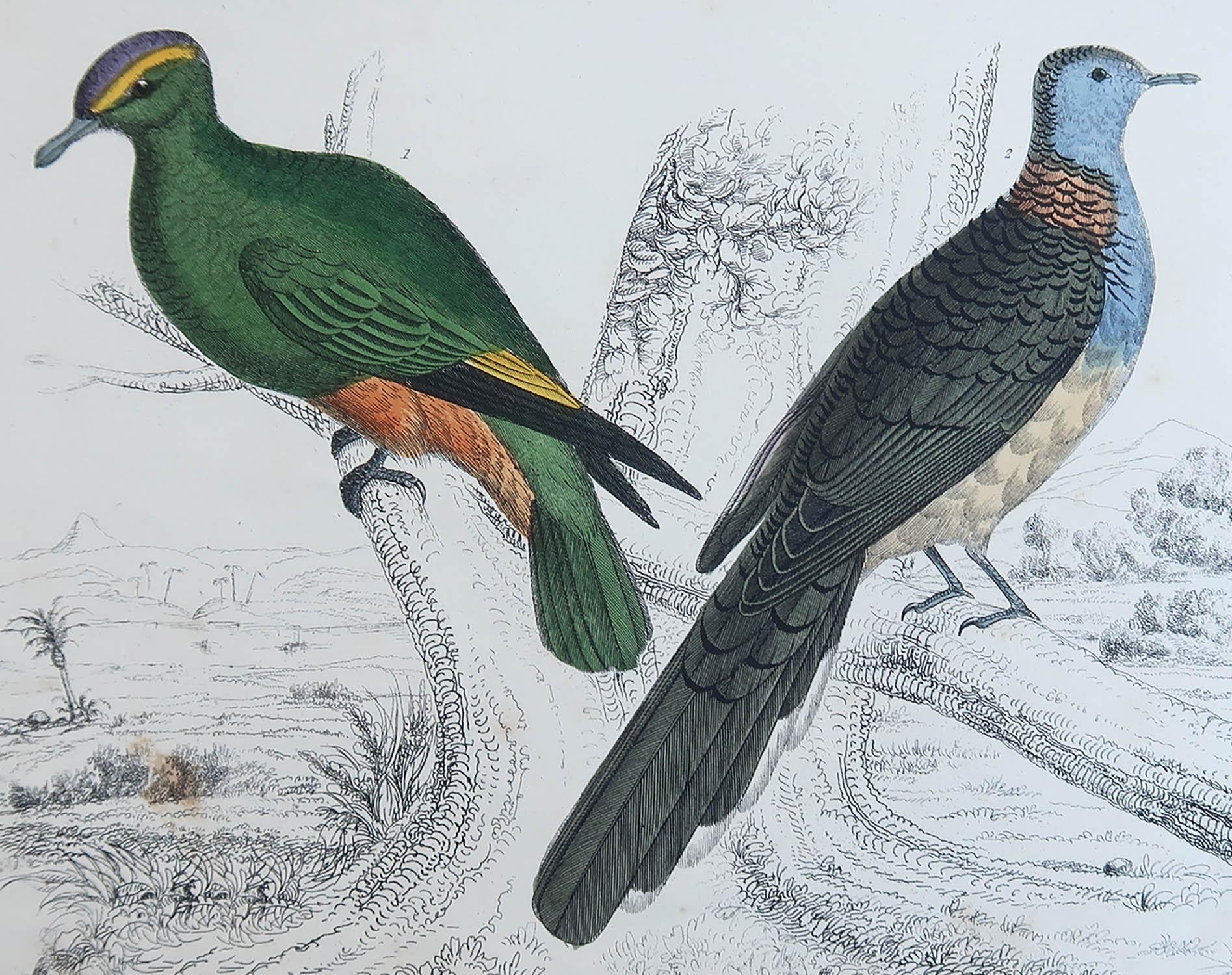 Superbe image de pigeons indiens.

Sans cadre. Il vous donne la possibilité de réaliser un montage en utilisant les cadres de votre choix.

Lithographie d'après le Cpt. Brown avec couleur originale à la main.

Publié en 1847.

Livraison