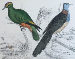 Original Antique Print of Indian Pigeons, 1847 'Unframed'