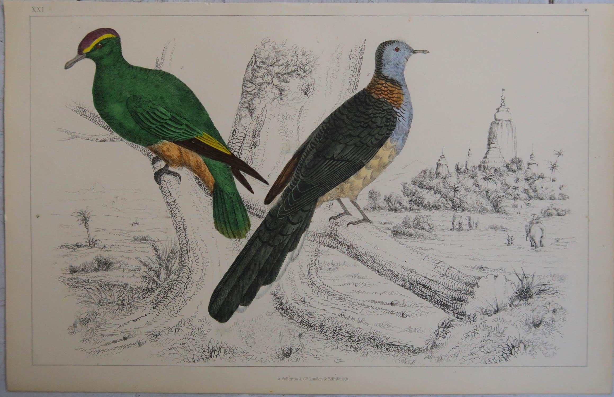 English Original Antique Print of Indian Pigeons, 1847 'Unframed'