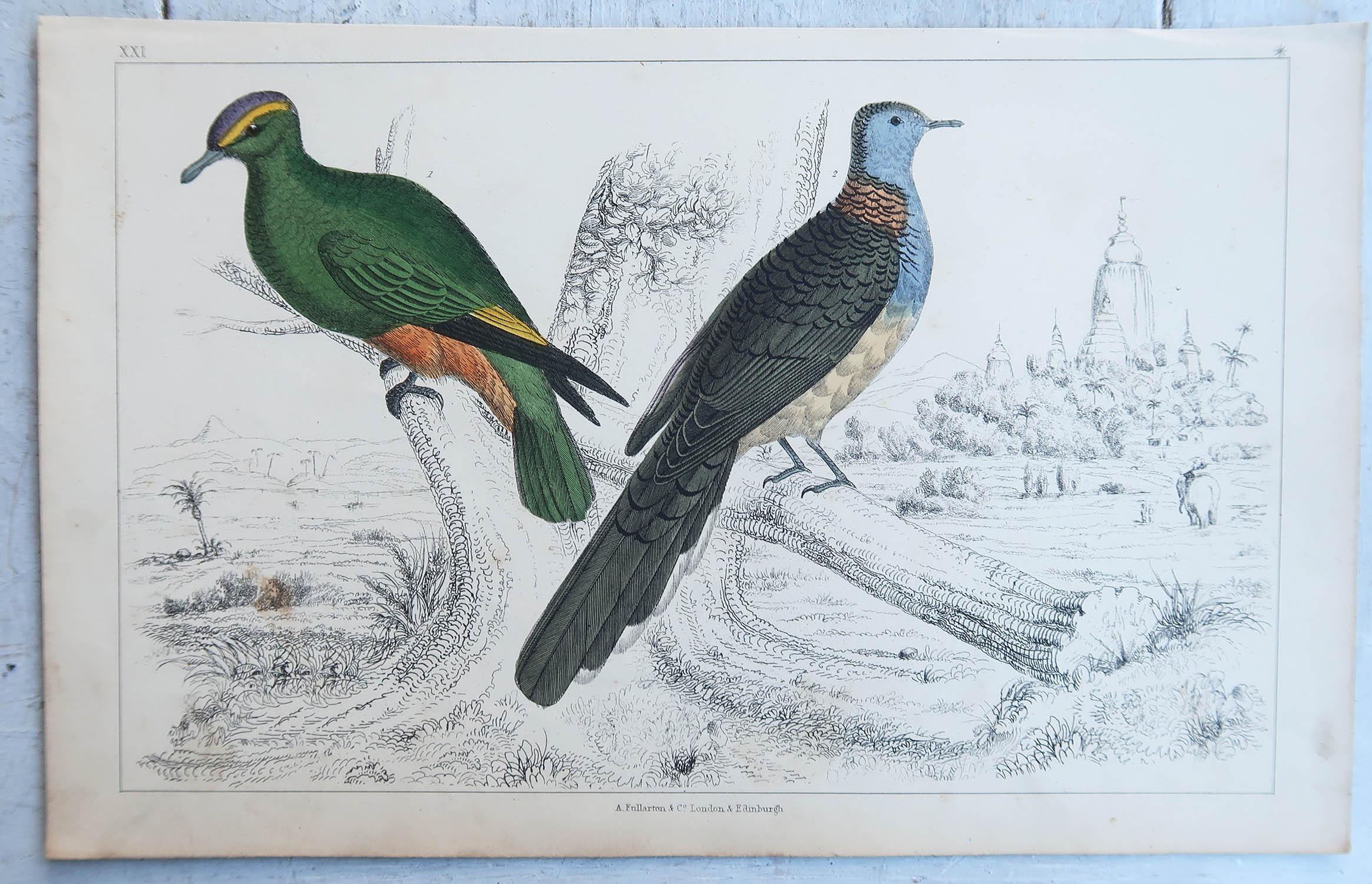Anglais Impression ancienne originale de pigeons indiens, 1847, non encadrée en vente