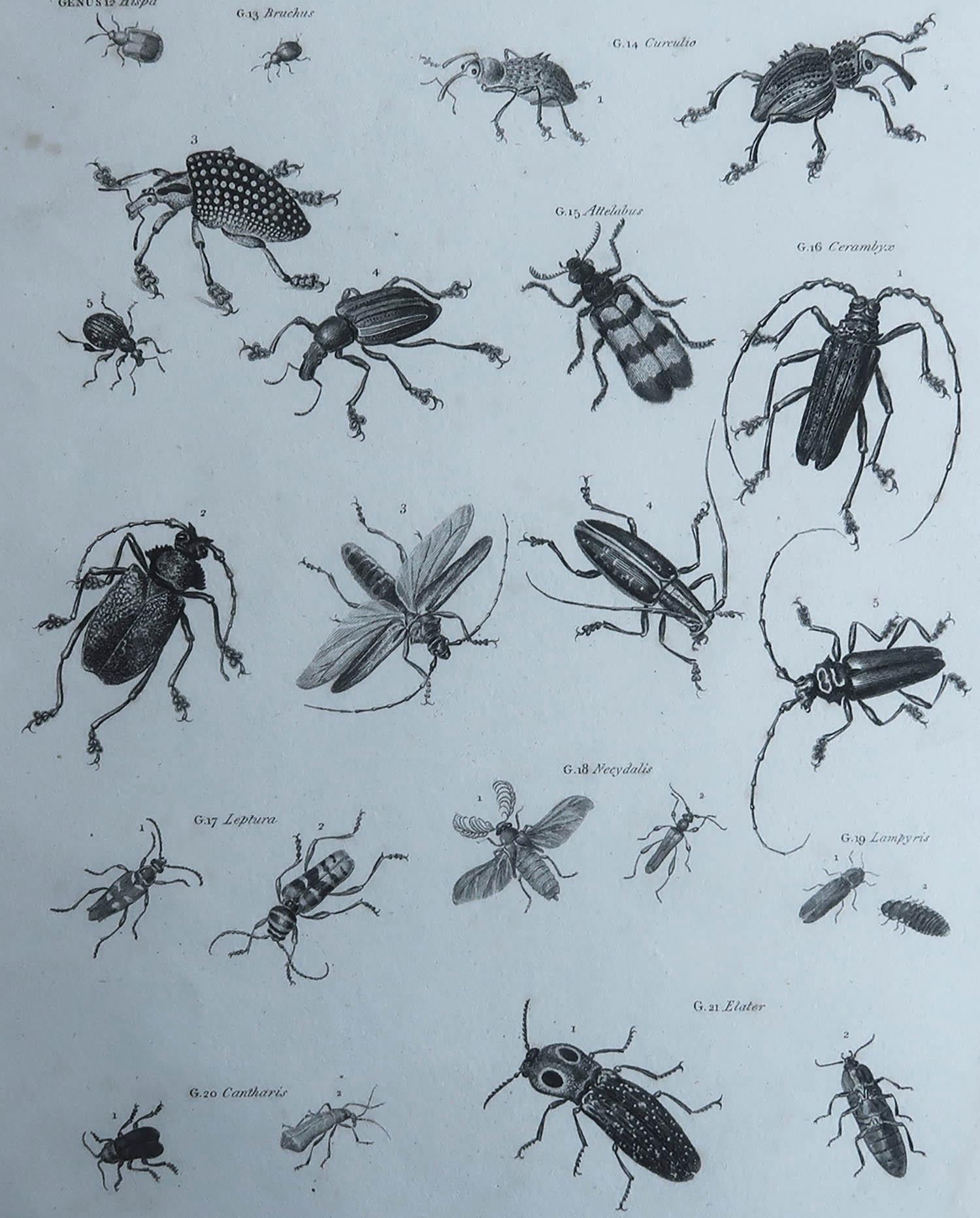 Great image of insects

Copper-plate engraving by Milton

Published by Longman & Rees, London

Dated 1802

Unframed.

Free shipping. 




