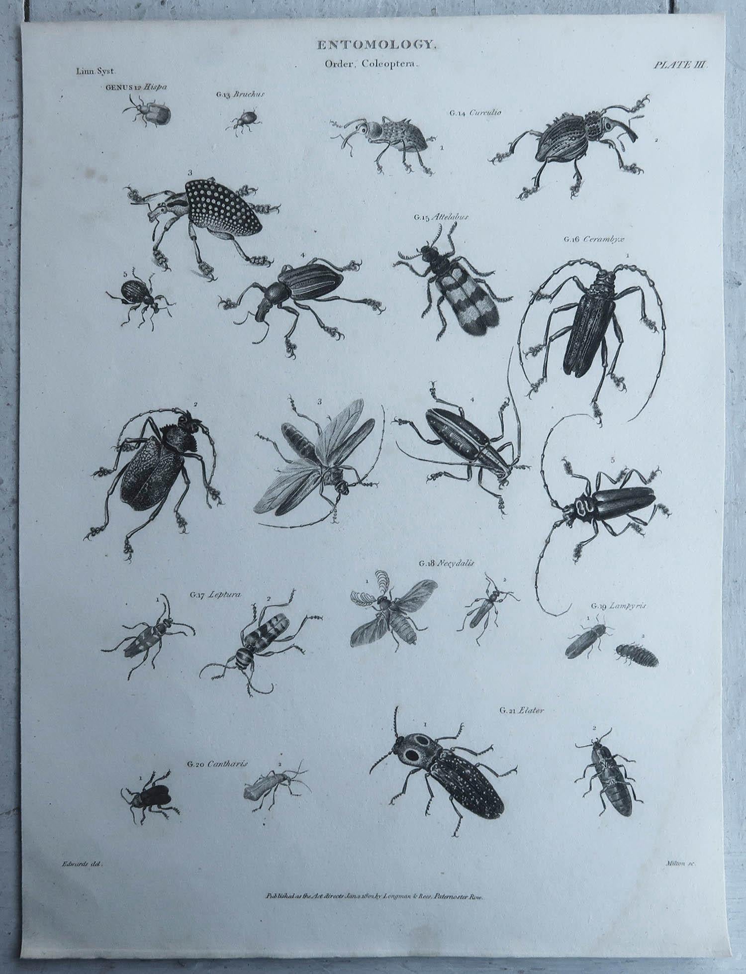 English Original Antique Print of Insects, Dated 1802 For Sale