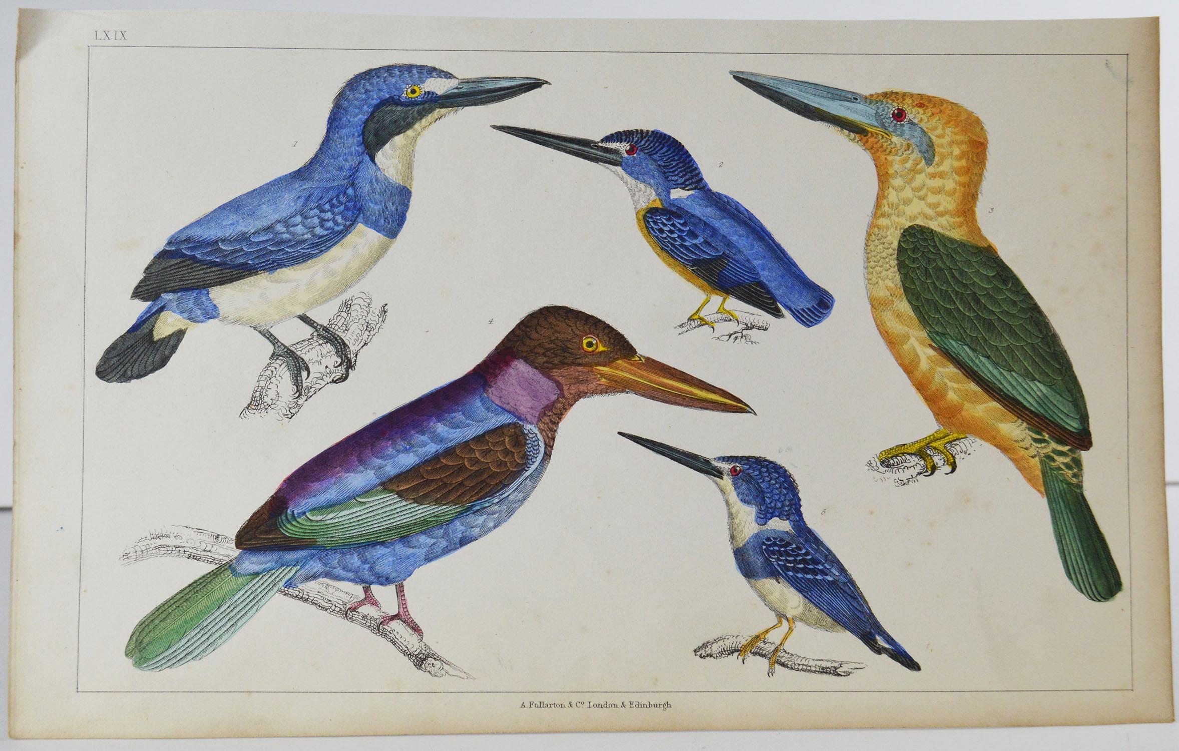 Great image of Kingfishers

Unframed. It gives you the option of perhaps making a set up using your own choice of frames.

Lithograph after Cpt. Brown with original hand color.

Published 1847.

Free shipping.




 