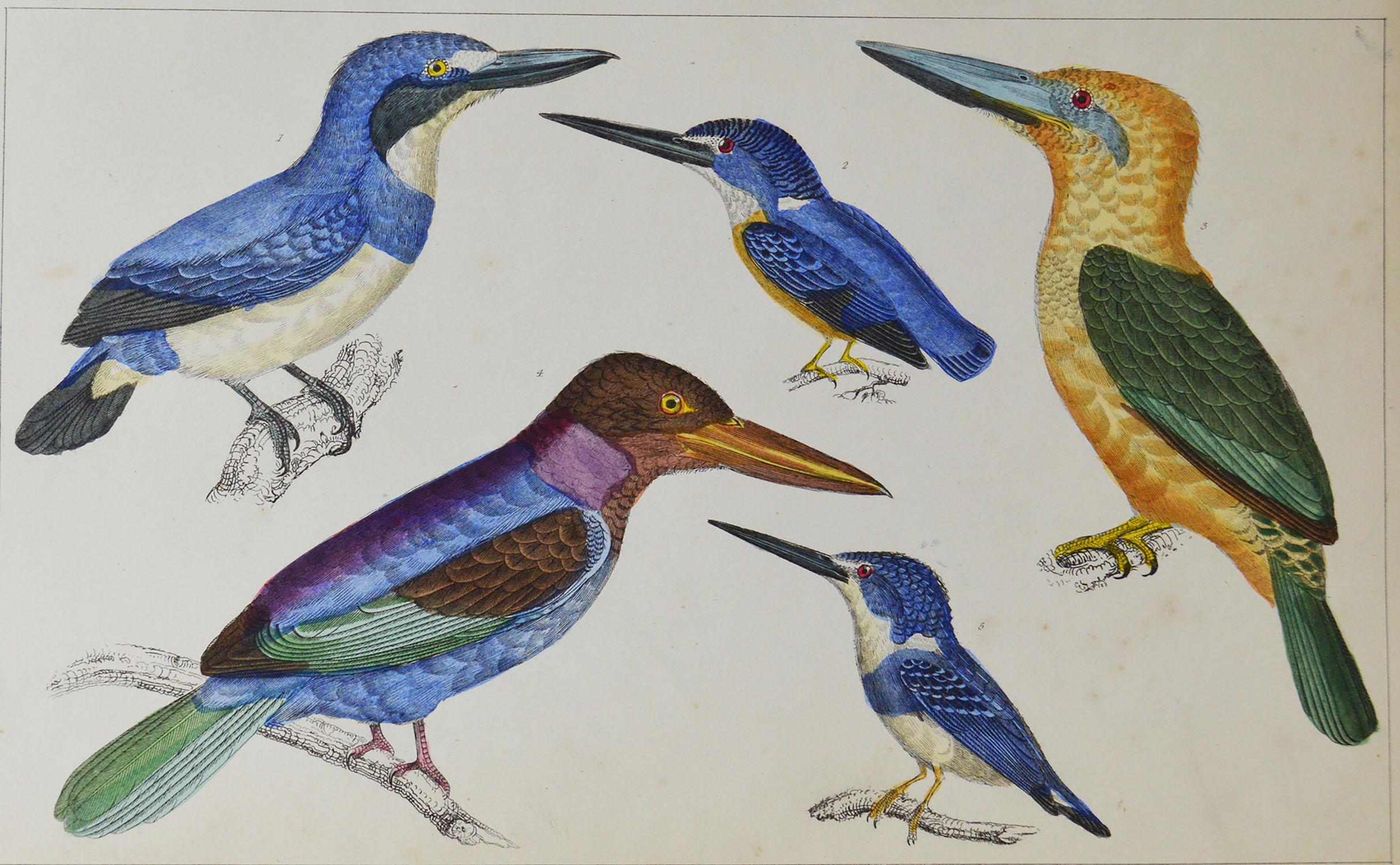 Folk Art Original Antique Print of Kingfishers, 1847 'Unframed'