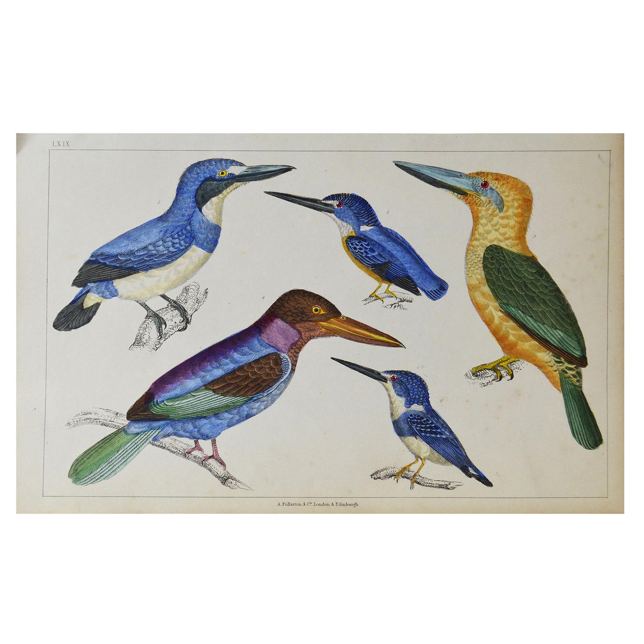 Original Antique Print of Kingfishers, 1847 'Unframed'