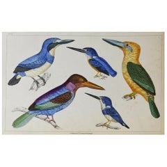 Original Antique Print of Kingfishers, 1847 'Unframed'