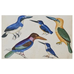 Original Antique Print of Kingfishers, 1847 'Unframed'