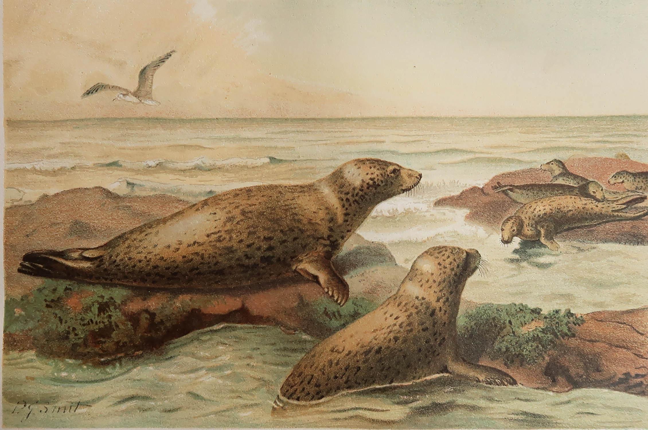Great image of Leopard-Seals

Unframed. It gives you the option of perhaps making a set up using your own choice of frames.

Chromolithograph after the original artwork by P.J Smit

Published by F.Warne, C.1890

Free shipping.






