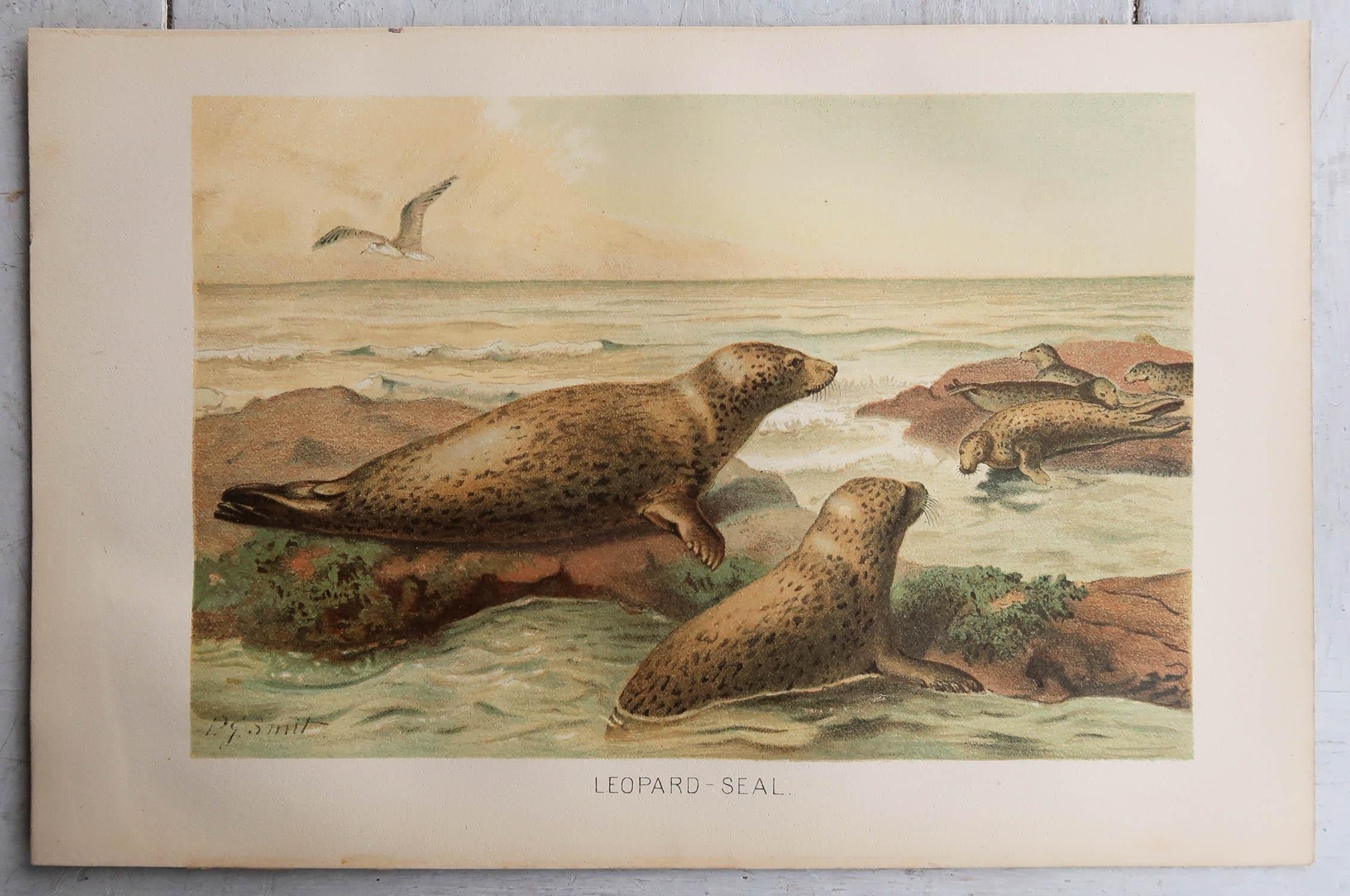English Original Antique Print of Leopard Seals, C.1890 For Sale