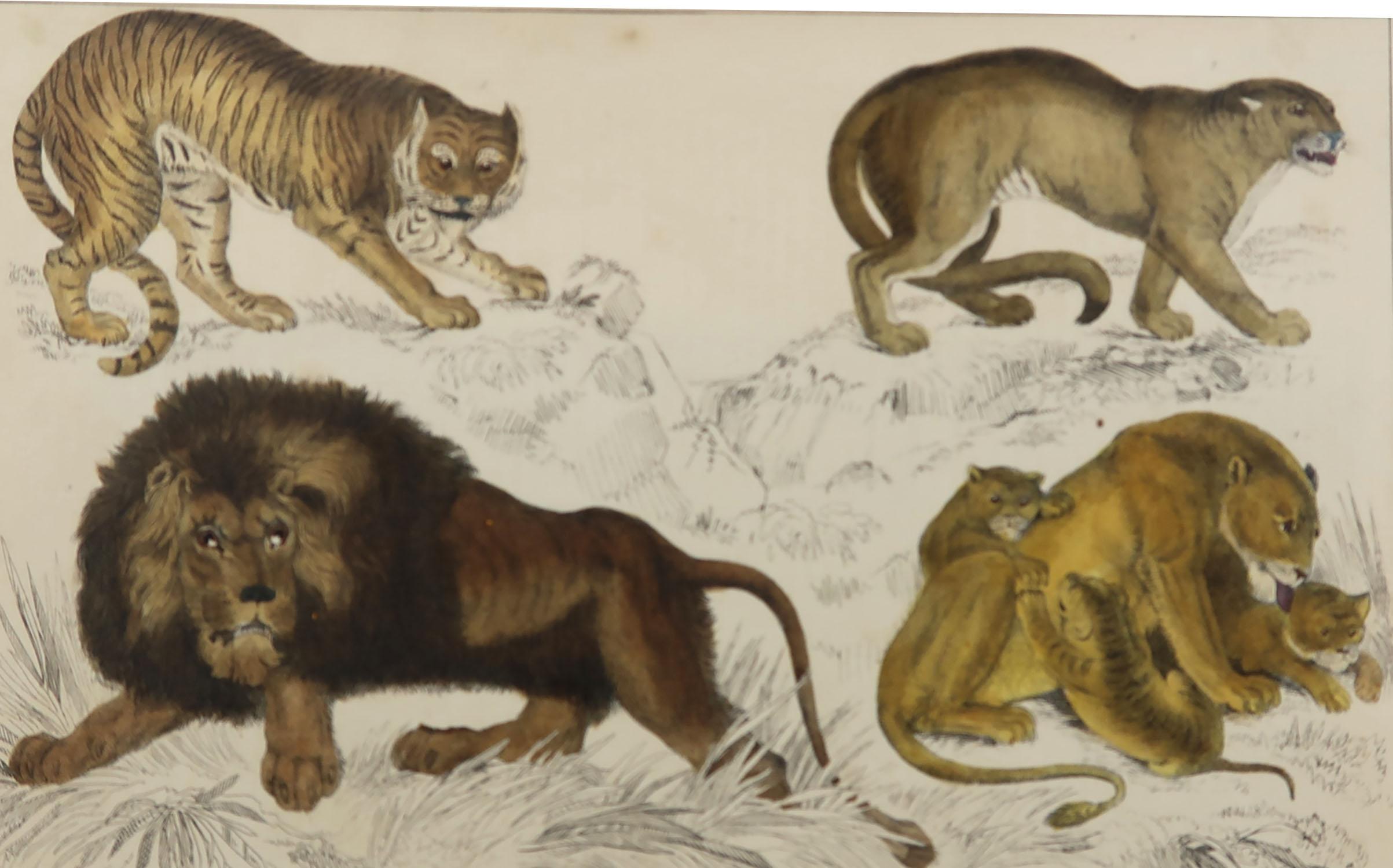 Great image of lions.

Unframed. It gives you the option of perhaps making a set up using your own choice of frames.

Lithograph after Cpt. Brown with original hand color.

Published, 1847.

Free shipping.






  