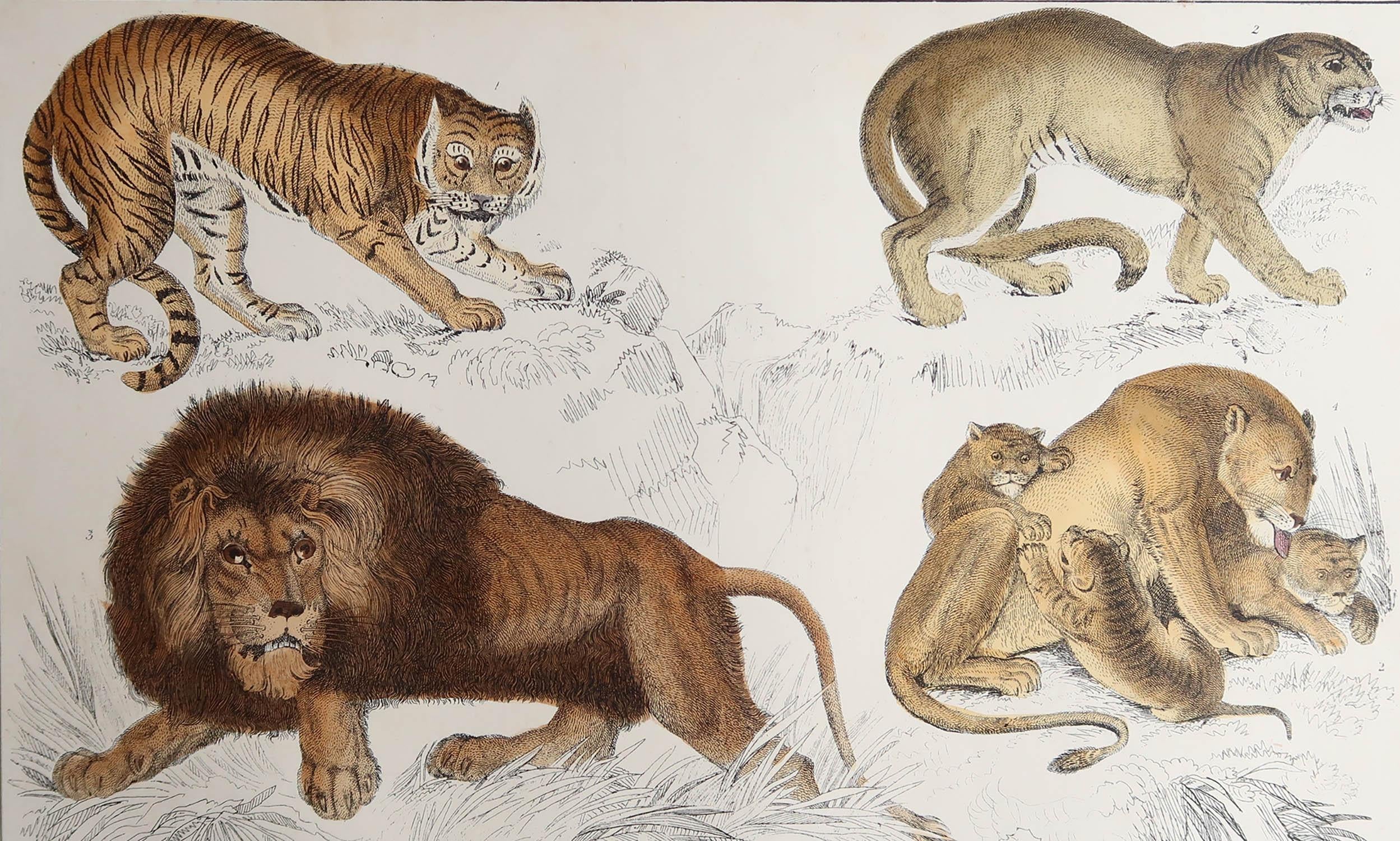 Great image of lions.

Unframed. It gives you the option of perhaps making a set up using your own choice of frames.

Lithograph after Cpt. Brown with original hand color.

Published, 1847.

Free shipping.






