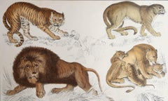 Original Antique Print of Lions and Tigers, 1847 'Unframed'