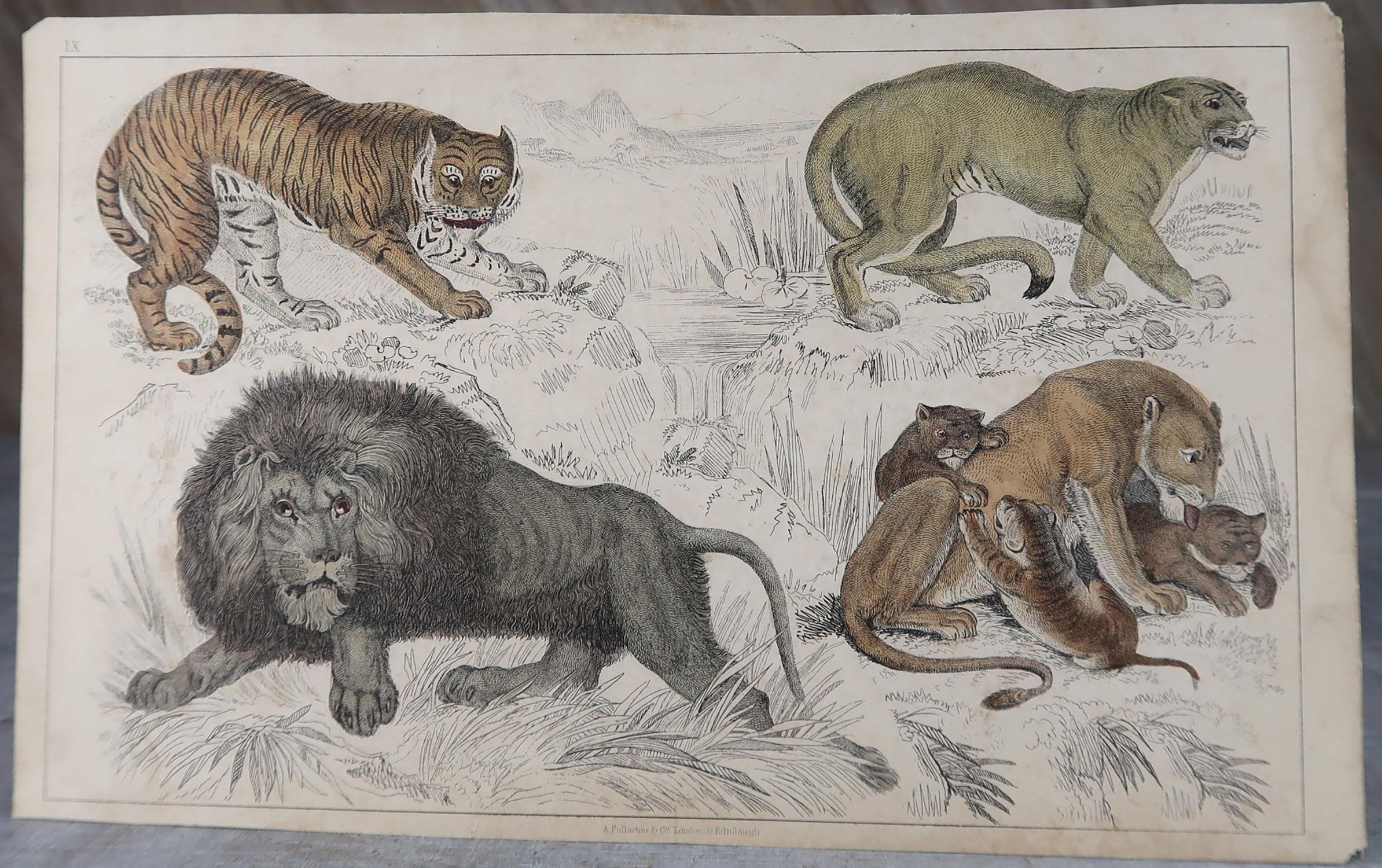 Folk Art Original Antique Print of Lions, 1847 'Unframed'