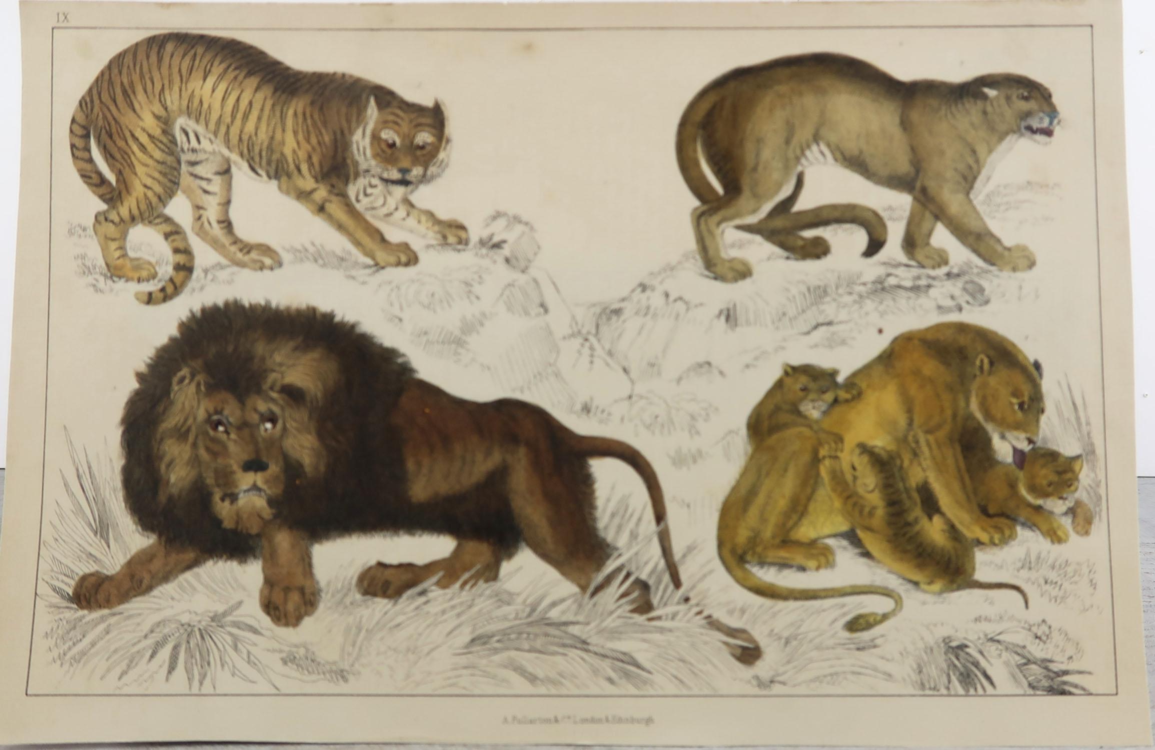 Folk Art Original Antique Print of Lions, 1847 'Unframed'