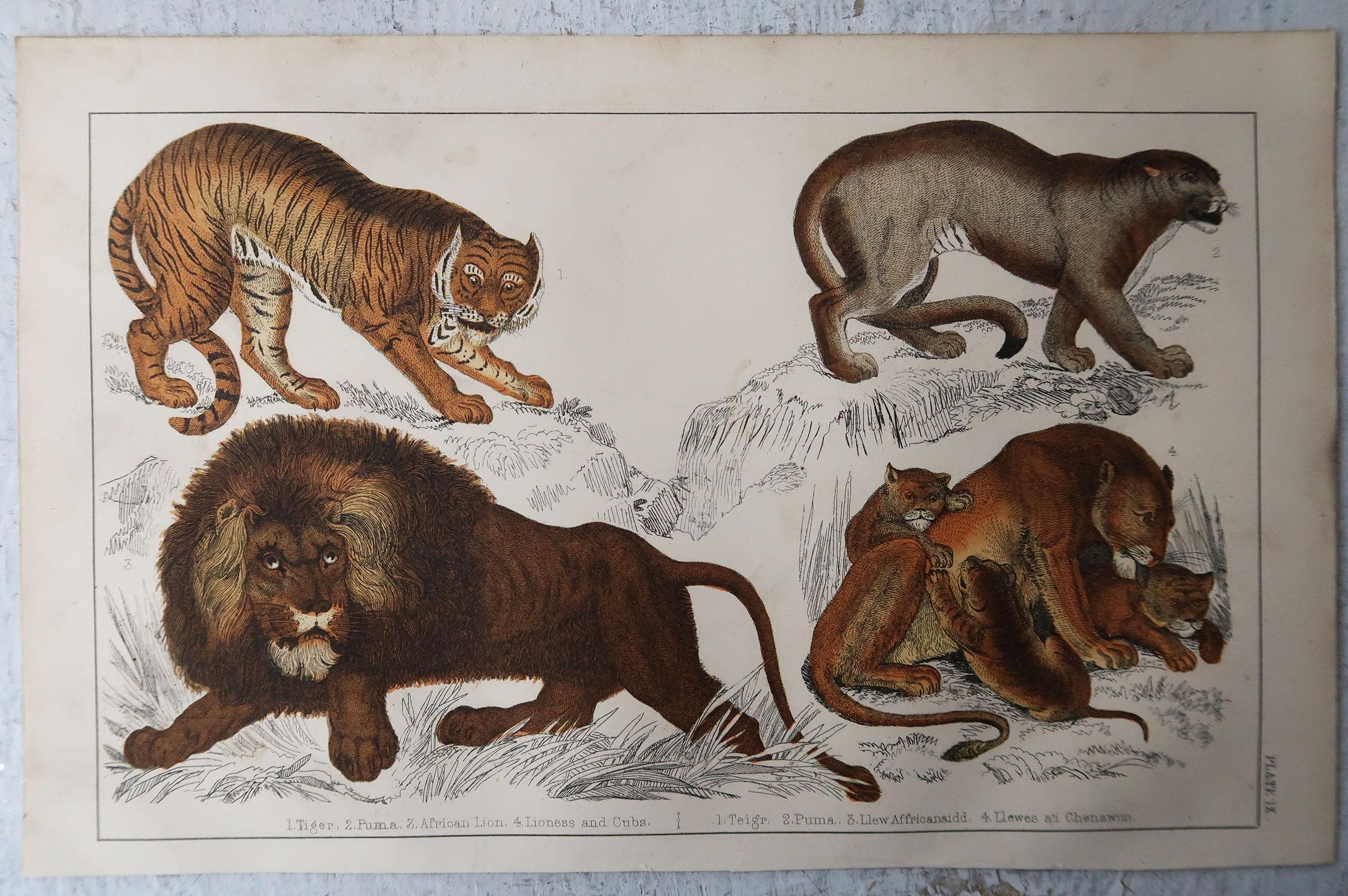 English Original Antique Print of Lions, 1847 'Unframed'