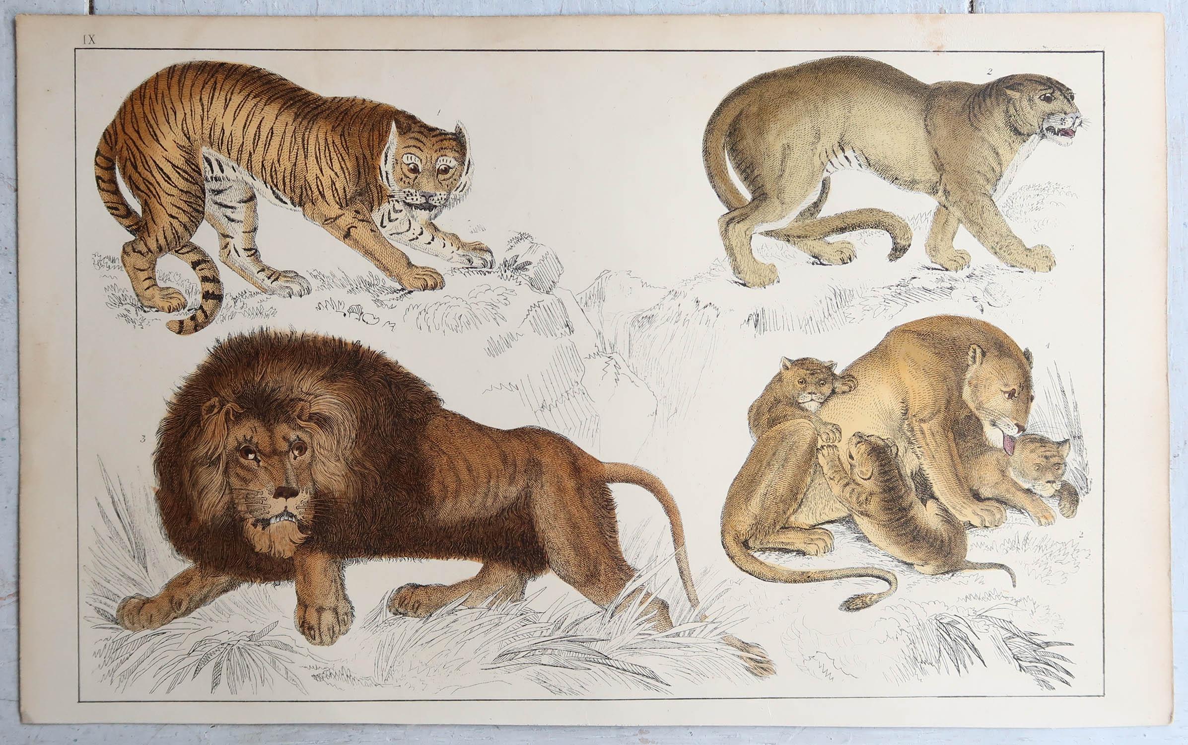 English Original Antique Print of Lions and Tigers, 1847 'Unframed' For Sale