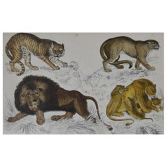 Original Antique Print of Lions, 1847 
Unframed
