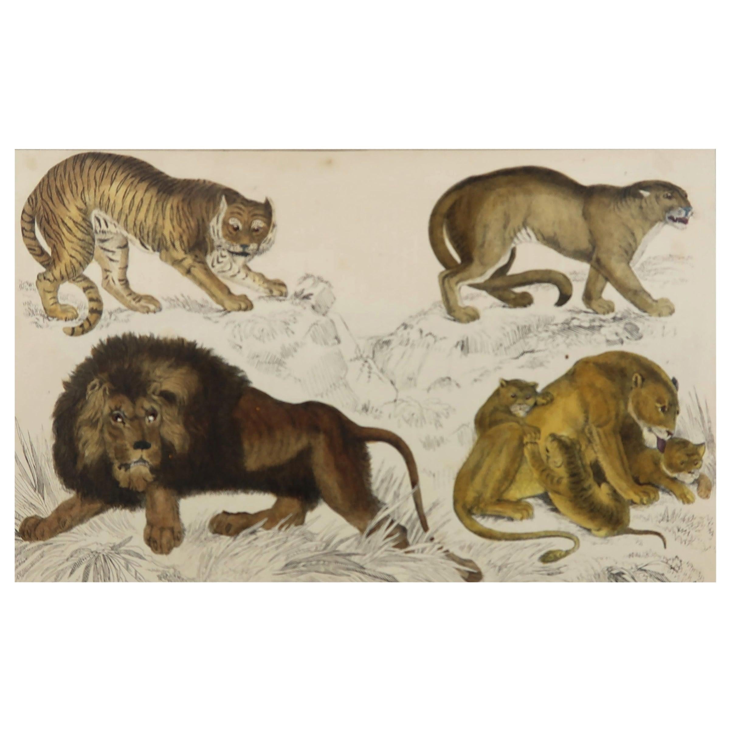 Original Antique Print of Lions, 1847 'Unframed'