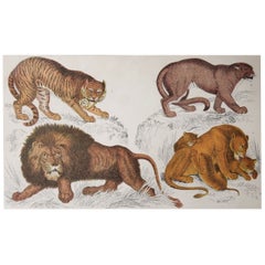 Original Antique Print of Lions, 1847 
Unframed
