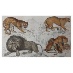 Original Antique Print of Lions, 1847 
Unframed
