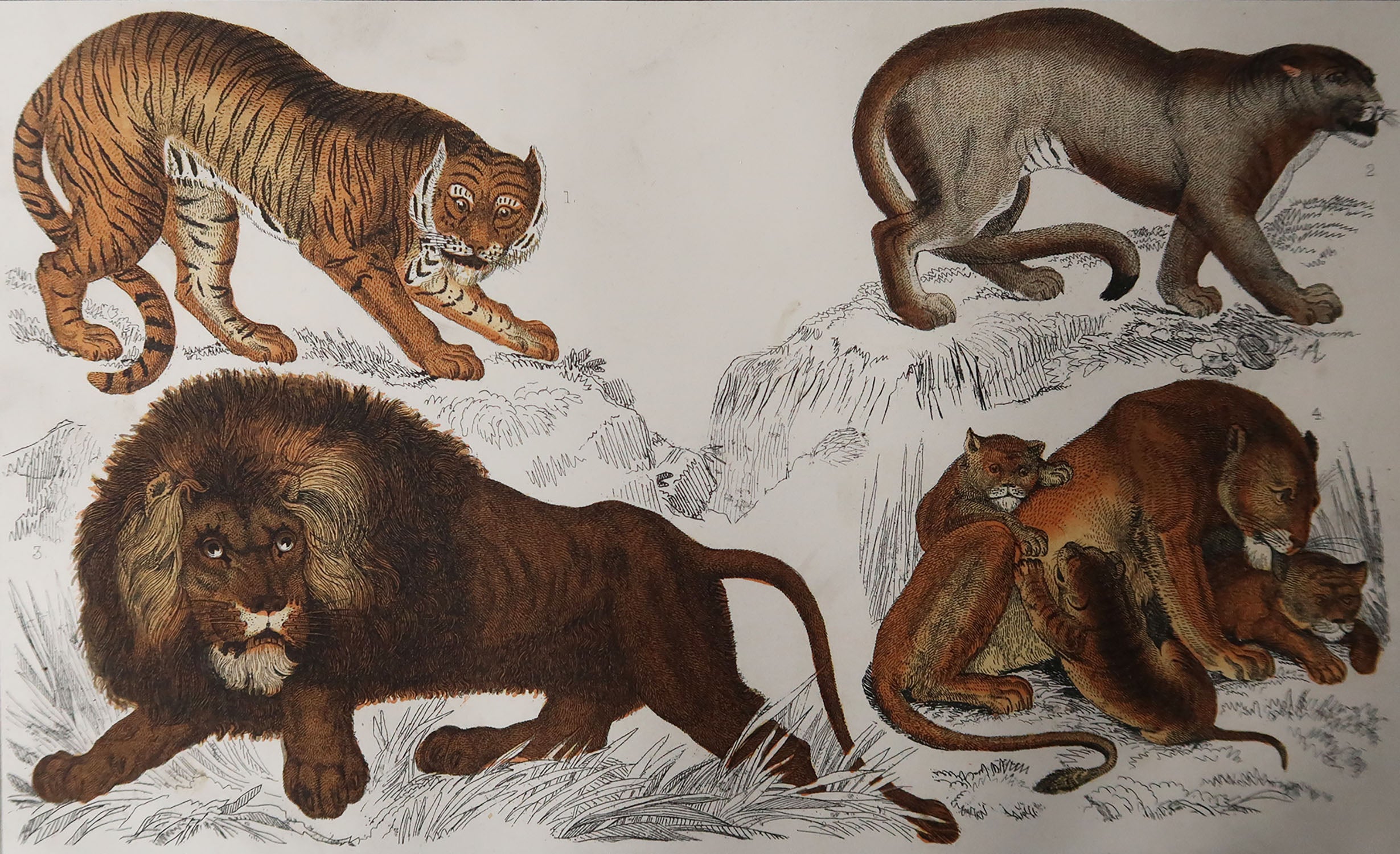 Original Antique Print of Lions, 1847 'Unframed'