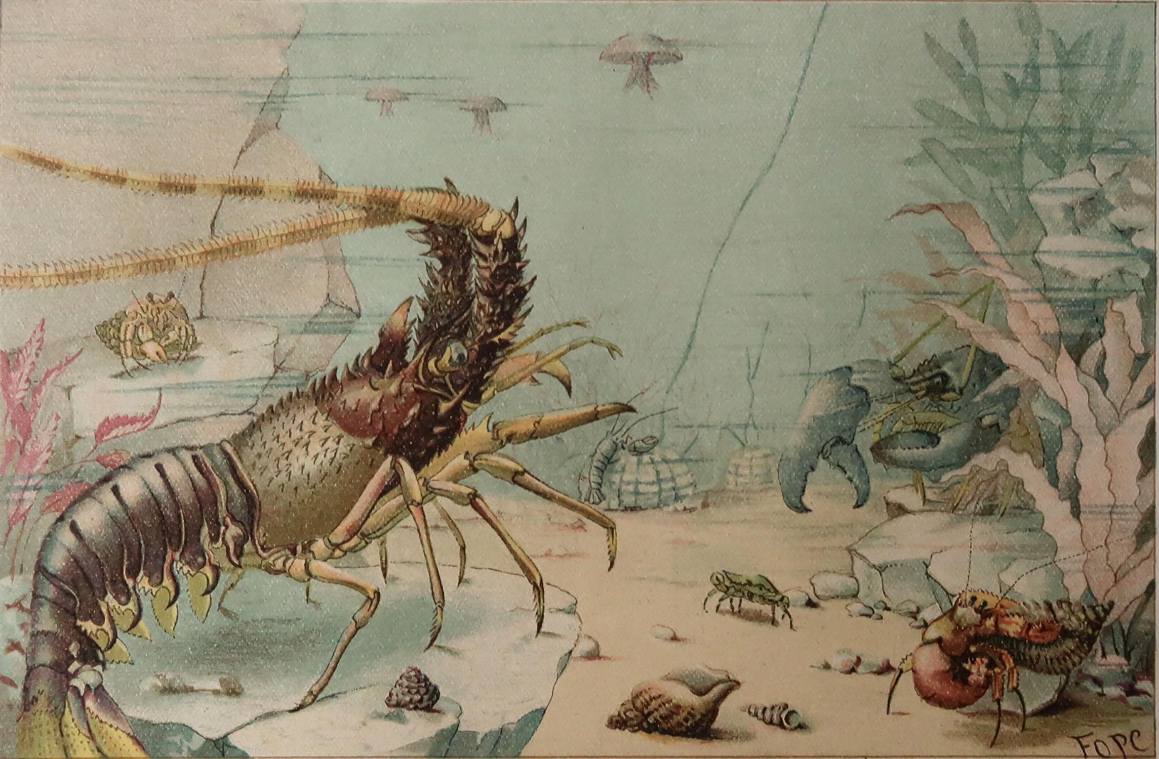 Great image of lobsters

Unframed. It gives you the option of perhaps making a set up using your own choice of frames.

Lithograph. Original colour. 

Published, C.1870

Free shipping.






