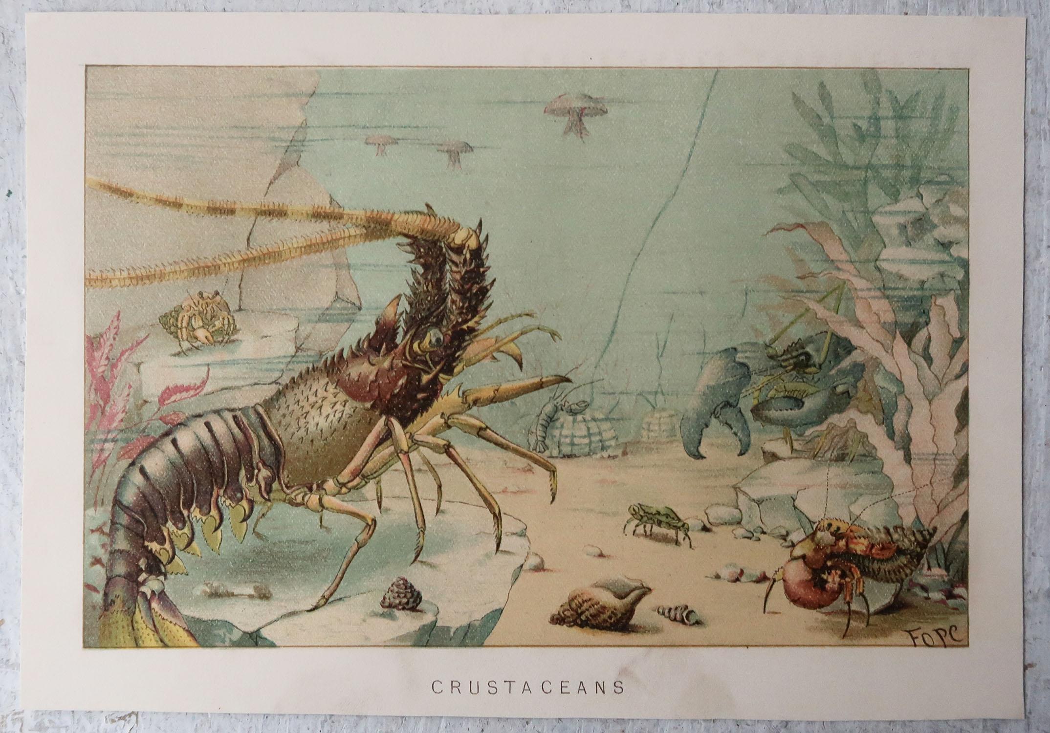English Original Antique Print of Lobsters, C.1870 For Sale
