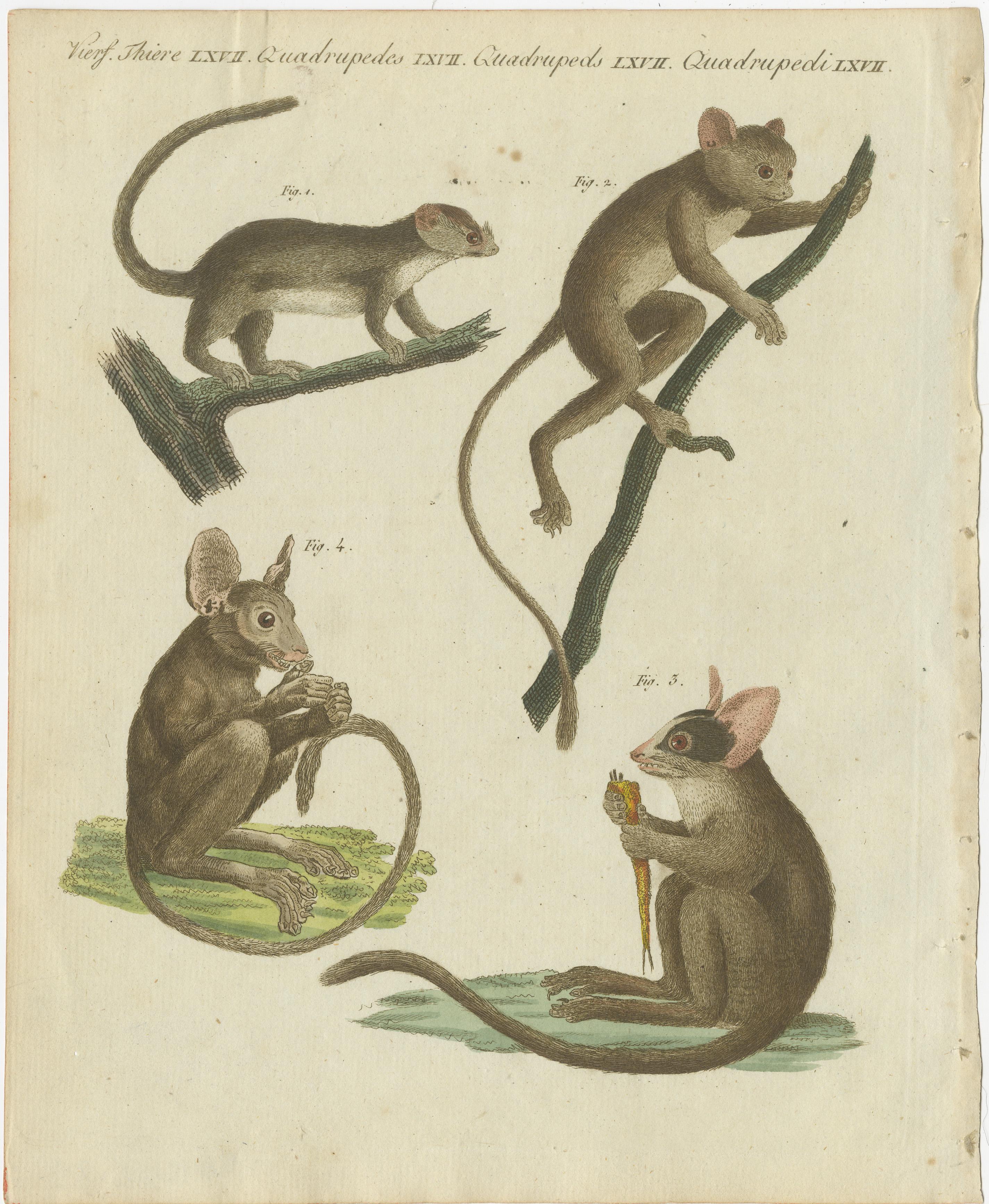 Original antique print of maki or lemur pieces. This print originates from 'Bilderbuch fur Kinder' by F.J. Bertuch. Friedrich Johann Bertuch (1747-1822) was a German publisher and man of arts most famous for his 12-volume encyclopedia for children