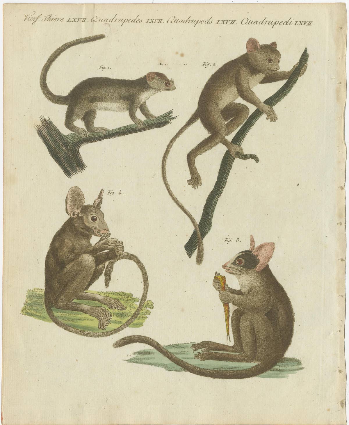 Original Antique Print of Maki or Lemur Species