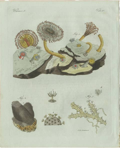 Original Antique Print of Marine Worms and Polyps by Bertuch, 1805