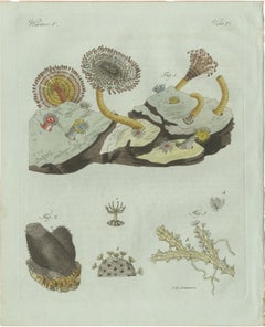 Original Antique Print of Marine Worms and Polyps by Bertuch, 1805