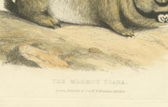 Original Antique Print of Marmot Diana, an unknown variety of a Groundhog, 1824