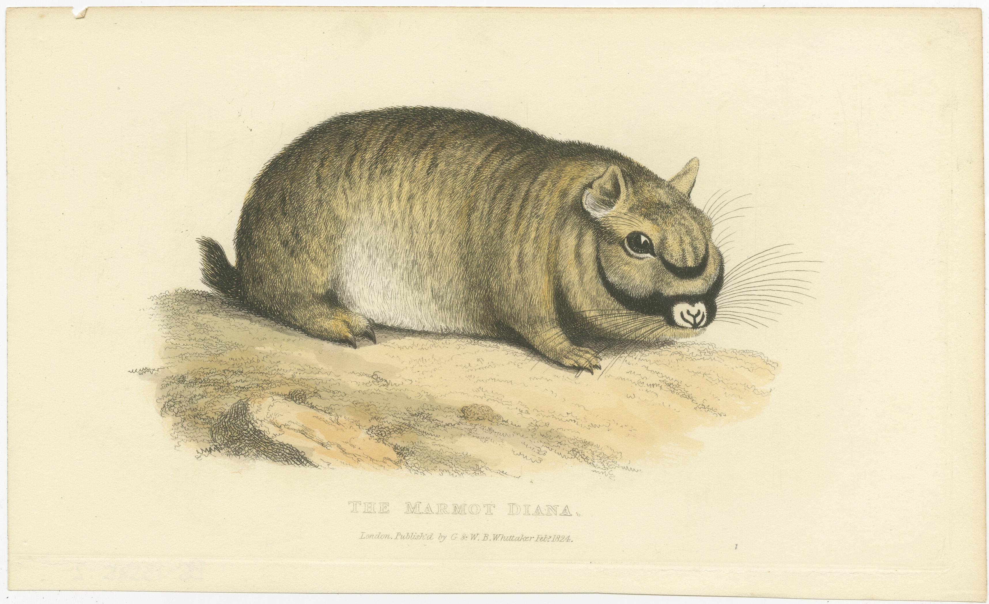 Engraved Original Antique Print of Marmot Diana, an unknown variety of a Groundhog, 1824 For Sale