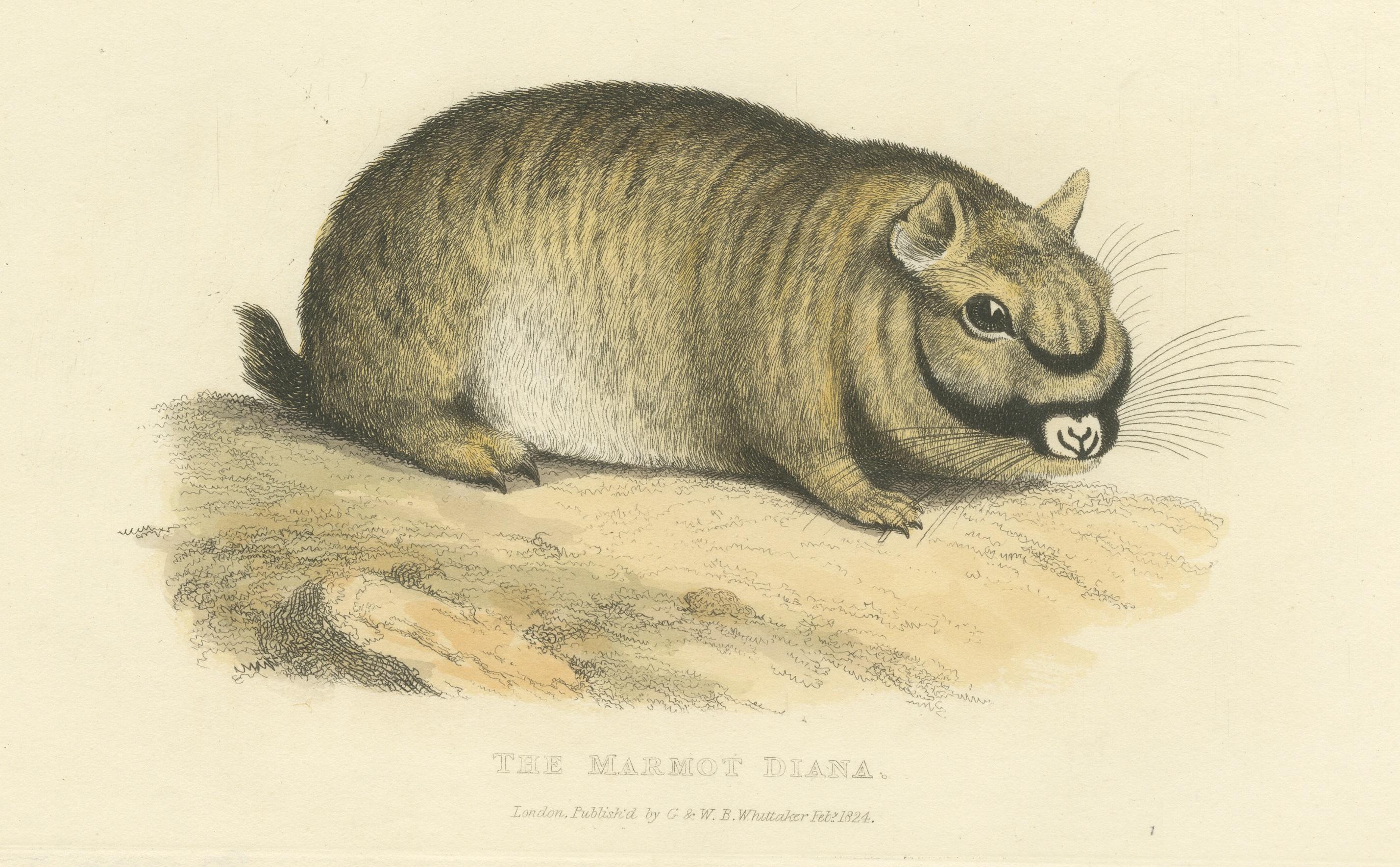 Gravure ancienne originale de la marmotte Diane, une variété inconnue de marmotte, 1824 Bon état - En vente à Langweer, NL