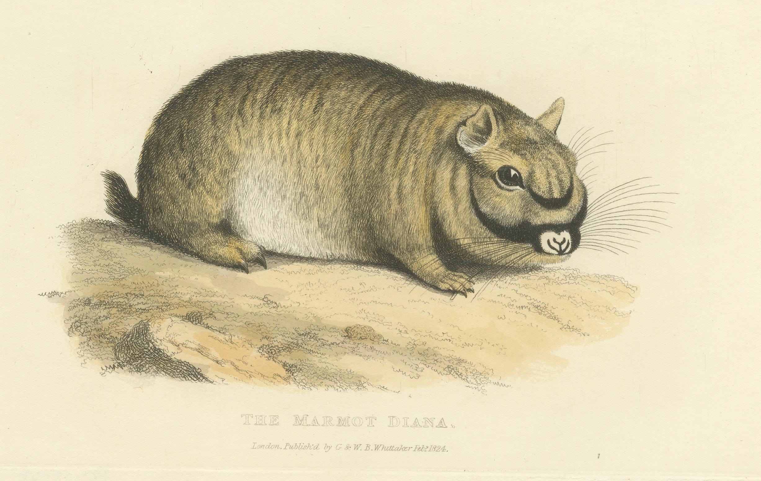 Paper Original Antique Print of Marmot Diana, an unknown variety of a Groundhog, 1824 For Sale
