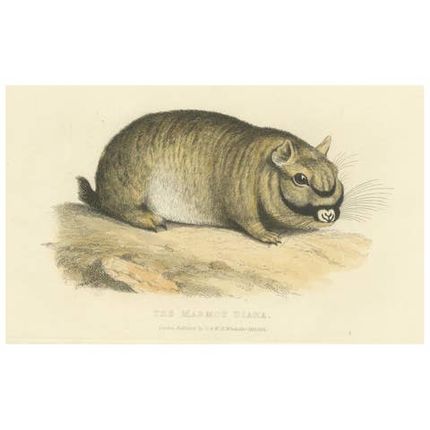 Original Antique Print of Marmot Diana, an unknown variety of a Groundhog, 1824